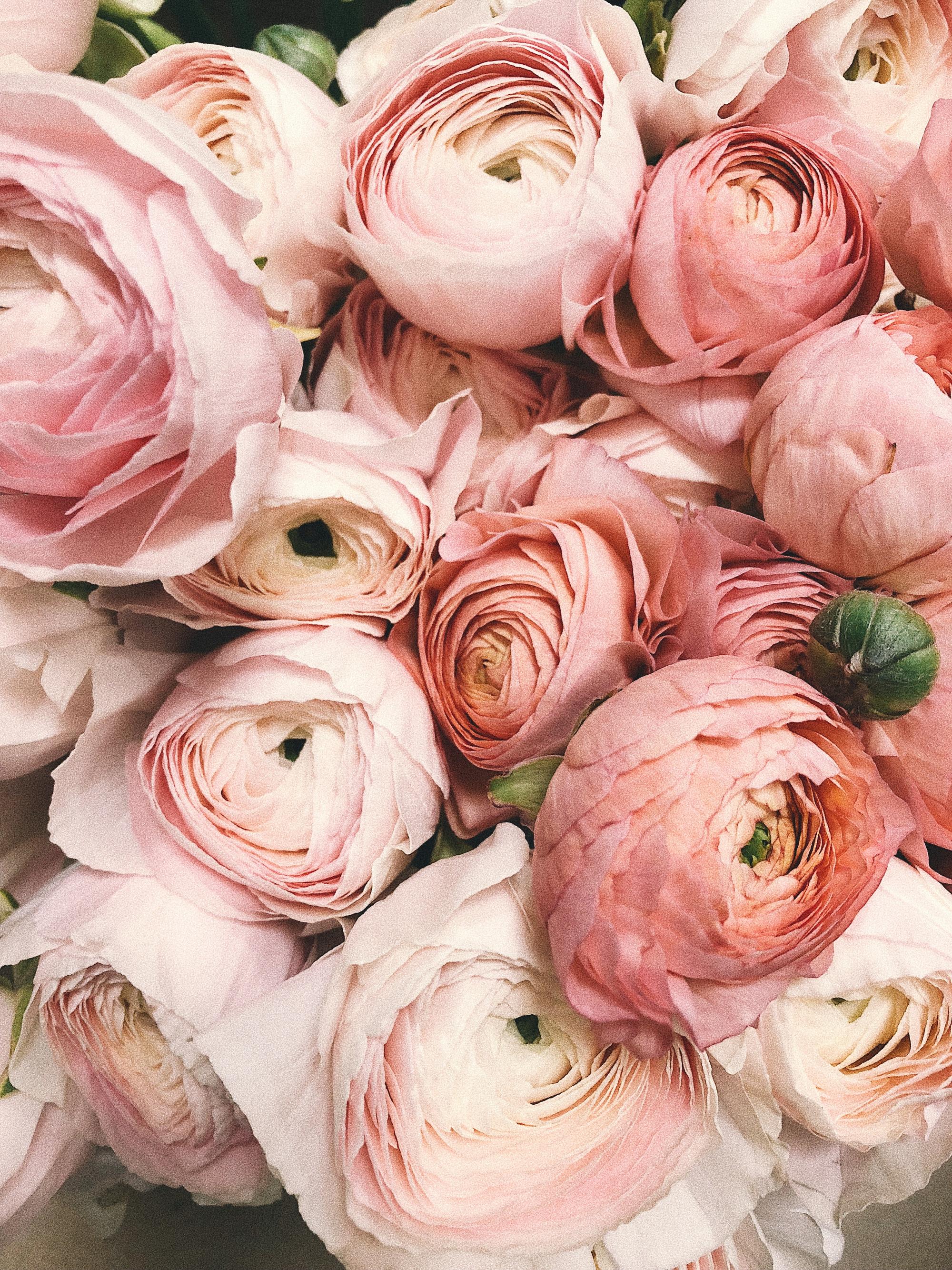The rose is undoubtedly the most famous flower. It is a true icon in art, religion and nature, with a strong personality. 
