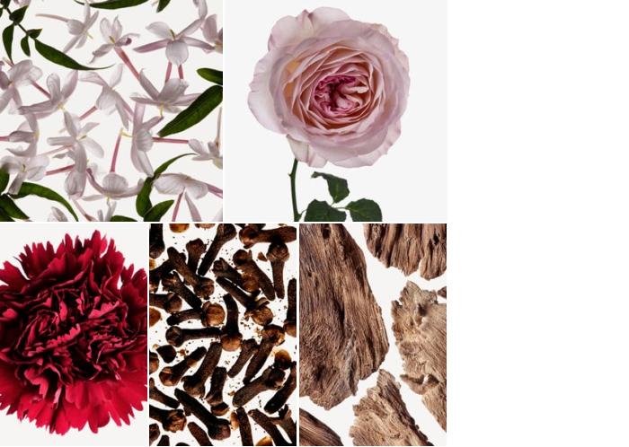 Perfume Allegory: Jasmim, Rosa, Cravo, Cravinho, Notas Amadeiradas...