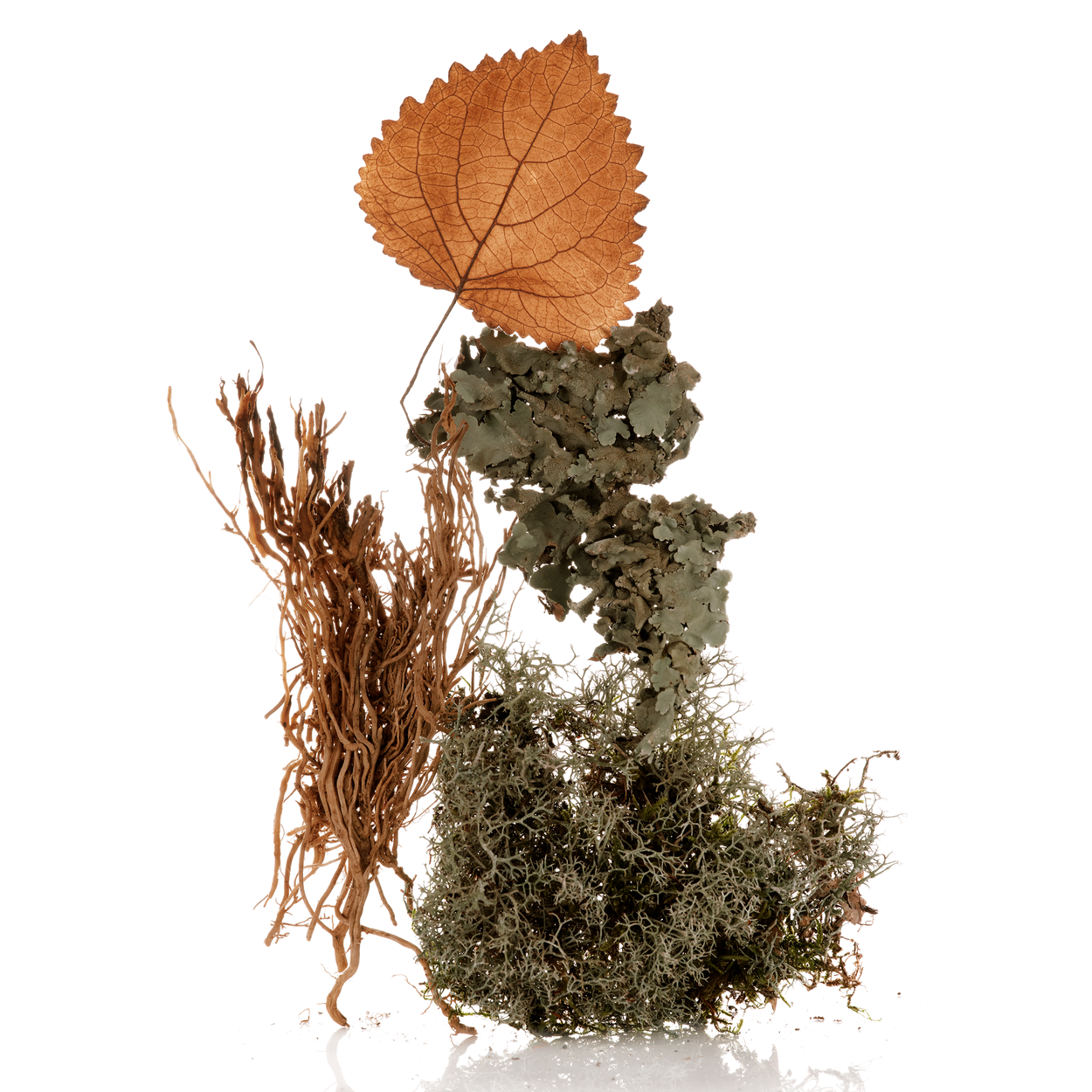 香水嗅觉系列- Wikiparfum