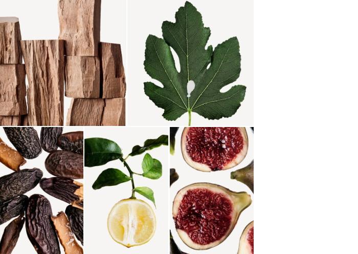 Perfume de Figo: Cedro, Folha de Figo, Fava Tonka, Bergamota, Figo.