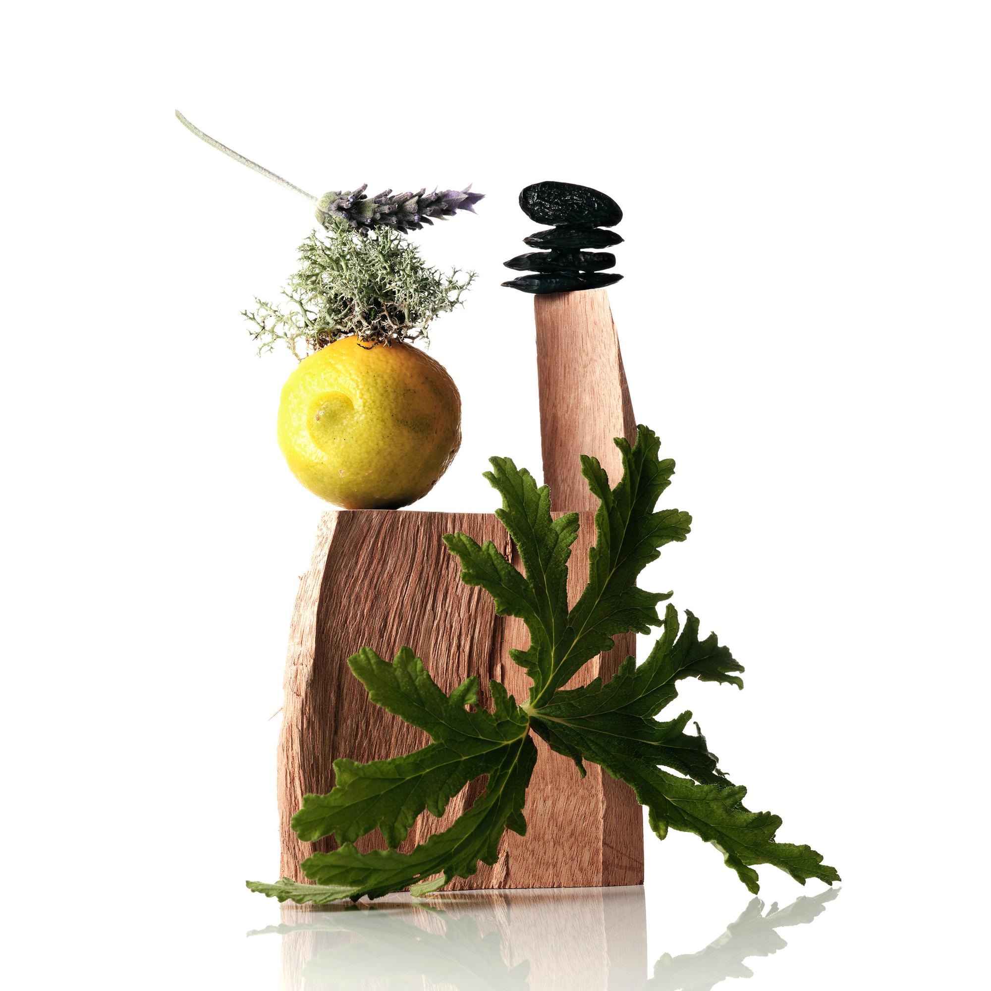 **Fougère Aromàtic (fern, falguera) **
El seu nom és perquè es tracta d'una família amb fragàncies verdes, que recorden un bosc, la natura. El seu nom fa referència a les falgueres i ve d'un perfum icònic creat el 1882 anomenat Fougère Royale que inventava precisament una aroma per a aquesta planta, que en la realitat no fa olor de res. Aquesta família simbolitza la fantasia dins el món de la perfumeria. Tradicionalment, les fragàncies fougère solen tenir notes de lavanda, molsa, gerani, cumarina i herbes aromàtiques com el romaní. Se solen relacionar amb perfums masculins. <br><br>
 
Perfums com Dior Sauvage, Solo de Loewe i Paco Rabanne Phantom pertanyen a aquesta família.<br><br>
 
**Xipre **
El nom d´aquesta família procedeix del perfum que François Coty va crear el 1917 i que no només va ser un gran èxit de vendes sinó font d´inspiració per a la indústria del perfum. Les fragàncies d'aquesta família tenen ingredients com la molsa, el cistelabdanum i la bergamota i de nou ens transporten a un bosc humit amb multitud d'aromes naturals. <br><br>
 
Alguns perfums d'aquesta família: Aromatics Elixir de Clinique, i Orphéon de Diptyque.