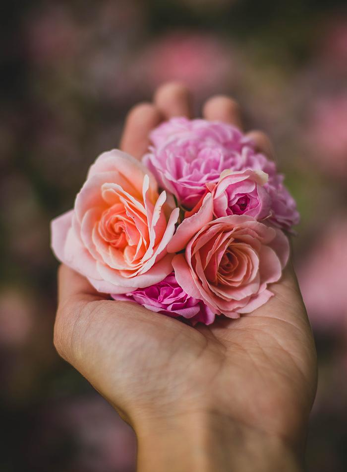 Salvando as rosas da mudança climática e cultivando plantas no espaço - ainda não sabe o que é um BioPod?