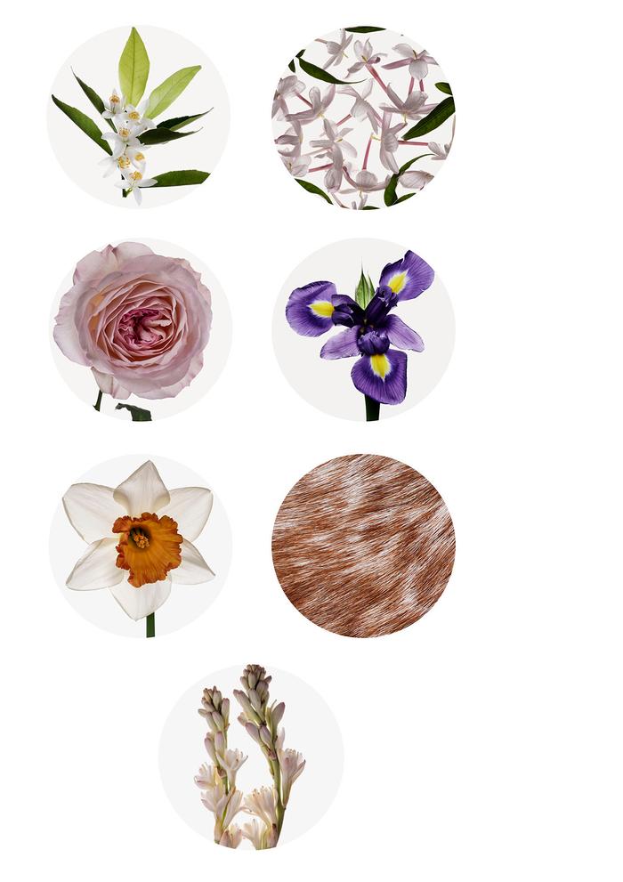 **Flor de laranjeira: **<br>
A essência de neroli é extraída das flores da laranjeira amarga por destilação a vapor, a versão que se pode cheirar na exposição. Os alambiques à esquerda do quadro eram utilizados para destilar este tipo de produto. 
No norte da Europa, onde Brueghel trabalhou, os citrinos eram árvores muito apreciadas, cultivadas em estufas. <br><br>

**Jasmim:**<br>
O seu perfume é delicado e intenso, com facetas verdes cremosas e uma ligeira nota animálica. O jasmim tem um cheiro diferente de manhã e à noite, quando é mais opulento. Tal como outras plantas do quadro, é originário de locais mais quentes. <br><br>

**Rosa: **<br>
É a mais reconhecível de todas as flores, a rainha e, sem dúvida, a flor mais utilizada em perfumaria desde o século I. O seu perfume é fresco, floral, aveludado e intenso, com facetas verdes e um leve toque frutado, combinado com notas de especiarias e um subtil toque de mel.  São necessários seis milhões de flores, colhidas à mão ao amanhecer, para produzir um quilo da sua essência. Jan Brueghel pintou oito variedades de rosas, incluindo a centifolia e a damascena, as mais utilizadas na perfumaria. <br><br>

**Iris:**<br>
É provavelmente a matéria-prima mais cara da perfumaria, valendo mais do dobro do ouro, devido ao seu processo de produção complexo e moroso. O seu absoluto chama-se "íris" e não é obtido a partir da flor em si, como noutras plantas, mas a partir dos rizomas, que têm de amadurecer durante cinco a sete anos. Um dos principais locais de cultivo é a região de Florença, que adoptou esta planta como símbolo desde a Idade Média.<br><br>

**Narciso:**<br>
A sua fragrância é forte e inebriante, com notas de alperce e pêssego, combinadas com notas de couro, quase azeitona e um fundo floral de palha. O narciso é cultivado na região de Aubrac, em França, e no tempo de Jan Brueghel a essência era obtida por destilação, o que nos remete para os alambiques do quadro. <br><br>

**Civete:**<br>
A Algália, antigamente utilizada em perfumaria, era extraída do animal. Trata-se de um ingrediente que era utilizado como fixador para prolongar a duração das fragrâncias. O seu odor é forte, animalesco, pelo que os perfumistas o disfarçavam, vestindo-o com essências de flores, madeiras, especiarias e bálsamos. Actualmente, tal como na exposição, é produzido numa versão sintética.<br><br>

**Nardo:**<br>
O nardo utilizado na altura era de origem indiana e muito caro; o nardo utilizado em perfumaria na altura da pintura vinha do México. Actualmente, pode custar mais de 10 000 euros/kg. Devido à sua força e intensidade, a essência de tuberosa num perfume realça o carácter de outras notas florais.<br><br>
