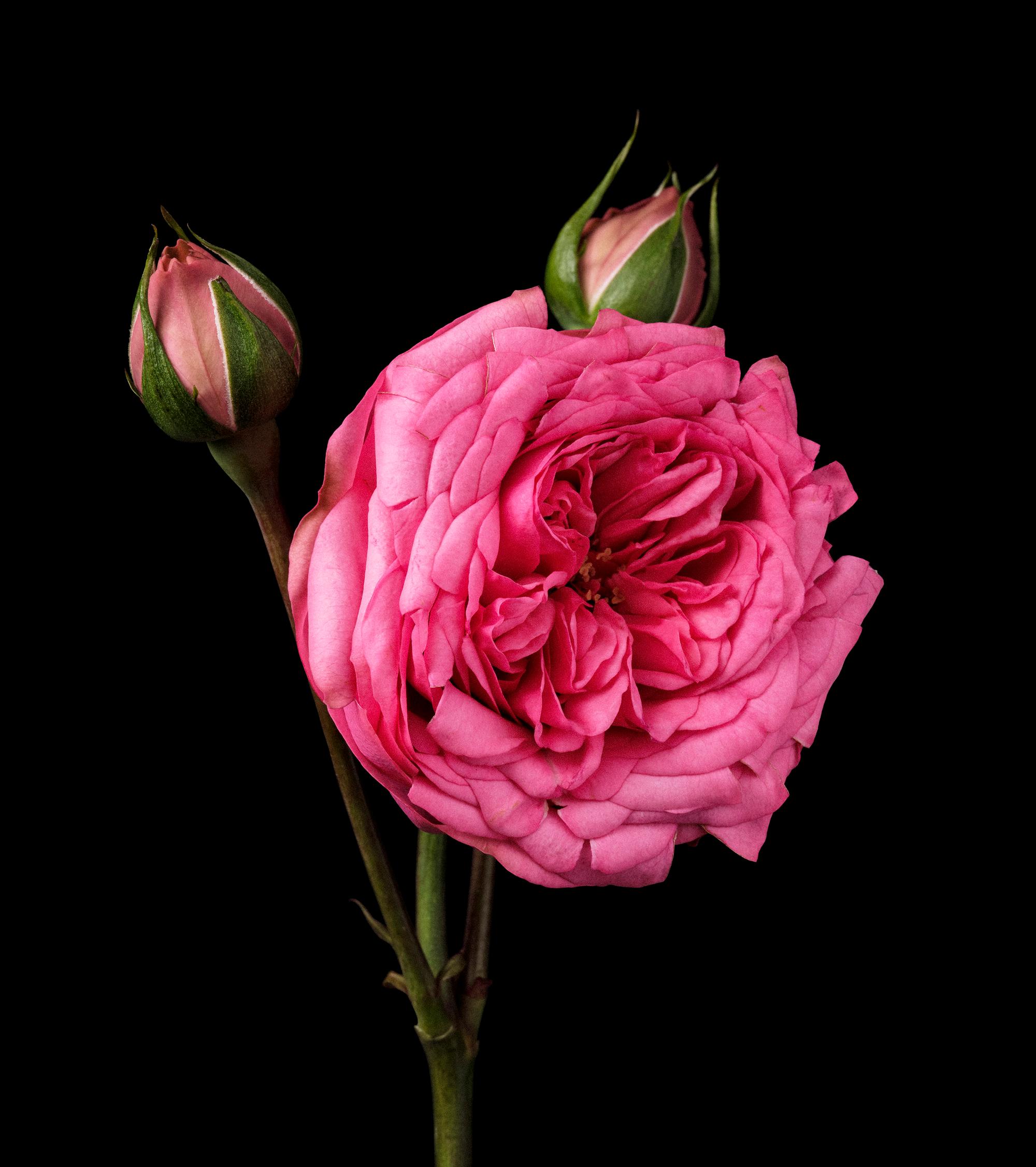 Une nouvelle rose est sur le point de révolutionner le monde de la parfumerie. Il s'agit de Rosa Narcea, un ancien hybride naturel de rosa centifolia et de rosa gallica, redécouvert par Carmen Martinez, chercheuse au CSIC (Conseil national de la recherche espagnole) en Espagne.